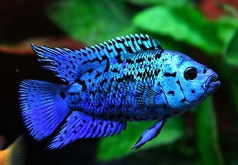 Nandopsis Octofasciata Blue Dempsey Jack 3Cm