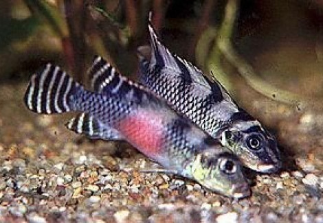 Nanochromis Transvestitus 3,5-4Cm