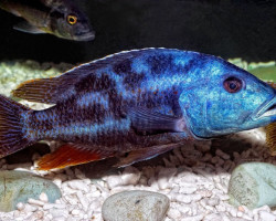 Nimbochromis Fuscotaeniatus 4-5Cm