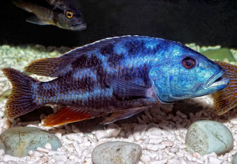 Nimbochromis Fuscotaeniatus 4-5Cm