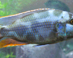 Nimbochromis Livingstonii 13-14