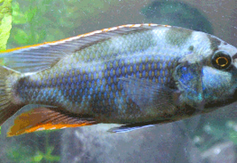 Nimbochromis Livingstonii 13-14