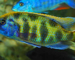 Nimbochromis Venustus 10Cm