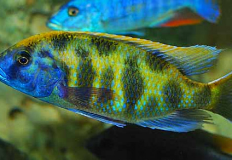 Nimbochromis Venustus 10Cm