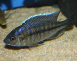 Nyassachromis  Boadzulu 3Cm