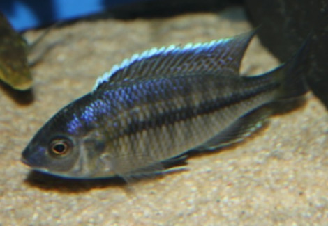 Nyassachromis  Boadzulu 3Cm