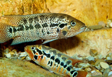 Parachromis Motaguensis 8-11