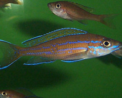 Paracyprichromis Nigripinnis Blue Neon 2,5-3