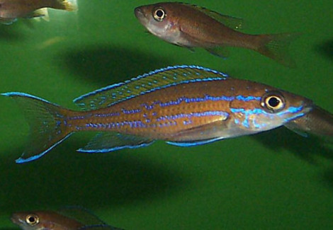 Paracyprichromis Nigripinnis Blue Neon 2,5-3