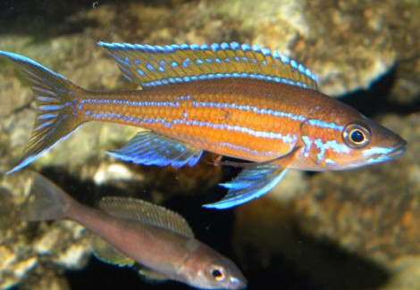 Paracyprichromis Nigripinnis Blue Neon 6-8Cm