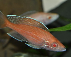 Paracyprichromis Nigripinnis Blue Neon Albin 2,5-3