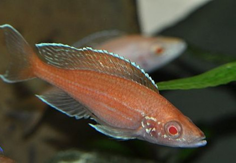 Paracyprichromis Nigripinnis Blue Neon Albin 2,5-3