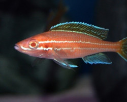 Paracyprichromis Nigripinnis Blue Neon Albin 4-5