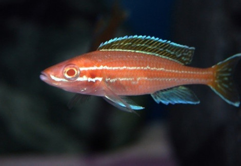 Paracyprichromis Nigripinnis Blue Neon Albin 4-5