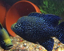 Paratilapia Polleni/Bleekeri 3,5-4Cm