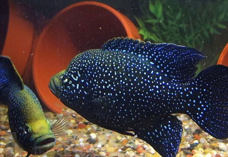 Paratilapia Polleni/Bleekeri 3,5-4Cm