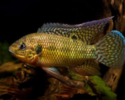 Pelmatochromis Nigrofasciatus 3-4