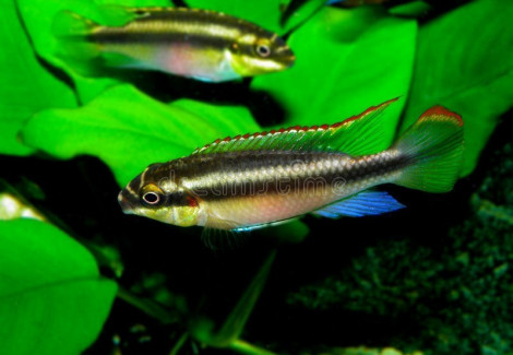 Pelvicachromis Pulcher 3,5-4Cm