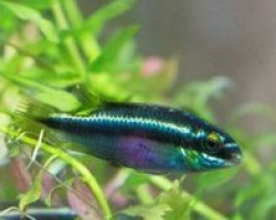 Pelvicachromis Pulcher Blue 4-5