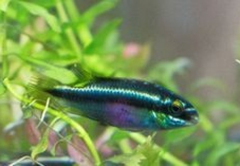 Pelvicachromis Pulcher Blue 4-5