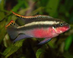 Pelvicachromis Pulcher Super Red 4-5Cm