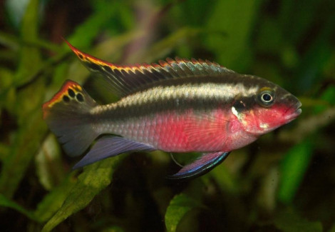 Pelvicachromis Pulcher Super Red 4-5Cm