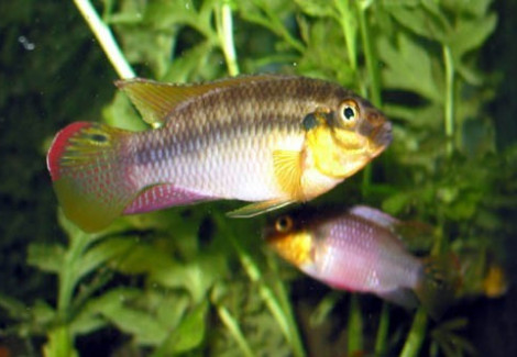 Pelvicachromis Subocelatus 3,5-4Cm