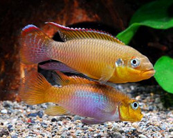 Pelvicachromis Taeniatus Lobe Red 4-5