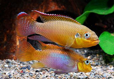 Pelvicachromis Taeniatus Lobe Red 4-5