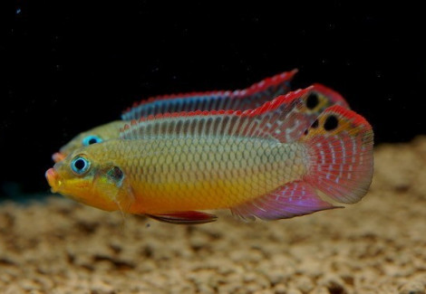 Pelvicachromis Taeniatus Molive 4-5Cm