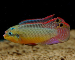 Pelvicachromis Taeniatus Molive Xl