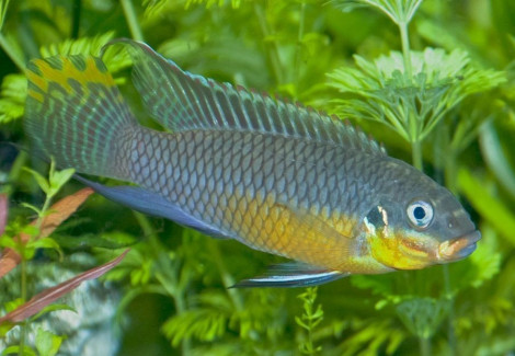 Pelvicachromis Taeniatus Nigeria Green 4-5Cm