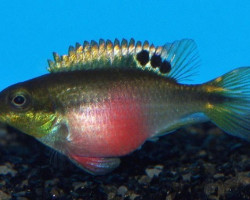 Pelvicachromis Taeniatus Nigeria Red  Femmina 3-4Cm