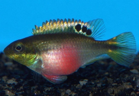 Pelvicachromis Taeniatus Nigeria Red  Femmina 3-4Cm