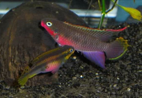 Pelvicachromis Taeniatus Nigeria Red 3,5-4Cm