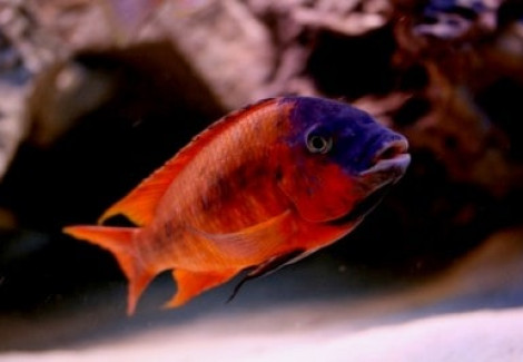 Petrochromis Red Bulu Point 4-5