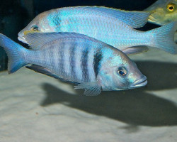 Placidochromis Electra 3Cm