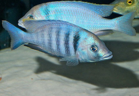 Placidochromis Electra 3Cm