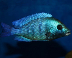 Placidochromis Gisseli 4-5Cm