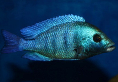 Placidochromis Gisseli 4-5Cm