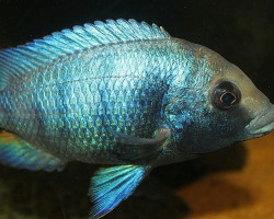 Placidochromis Gisseli 6-7