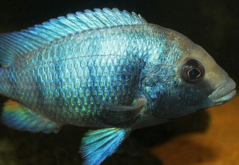 Placidochromis Gisseli 6-7