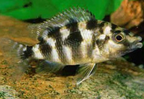 Placidochromis Milomo/Labrosus Super Vc 10 4-5 Cm