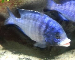 Placidochromis Phenochilus 3,5-4Cm