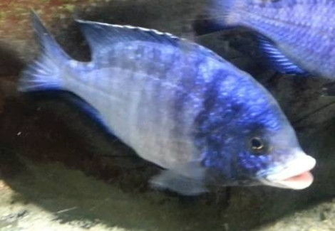 Placidochromis Phenochilus 3,5-4Cm