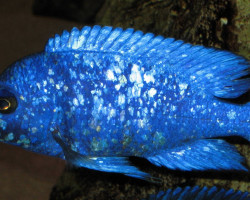 Placidochromis Phenochilus Lupingu 3