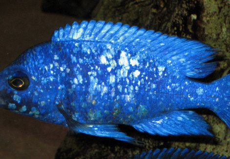 Placidochromis Phenochilus Lupingu 3