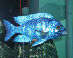 Placidochromis Phenochilus Lupingu 3,5-4Cm