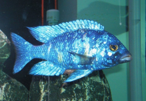 Placidochromis Phenochilus Lupingu 3,5-4Cm