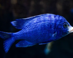 Placidochromis Phenochilus Mdoka White Lips 3Cm